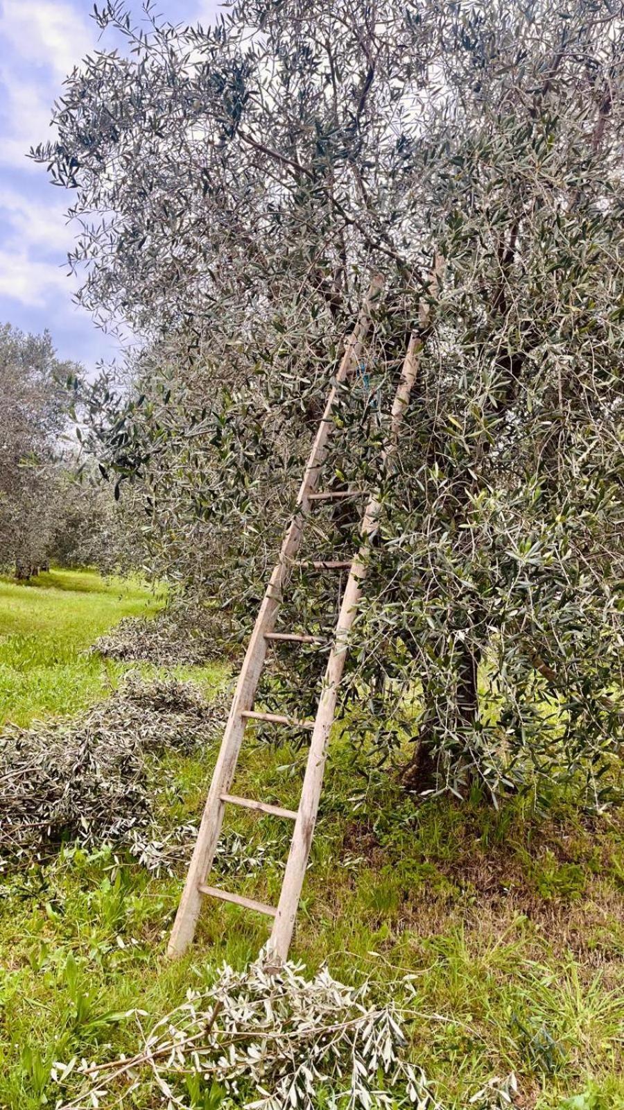 Casa Bozzo, Appartement 'Collina' Case Selva Grande Luaran gambar