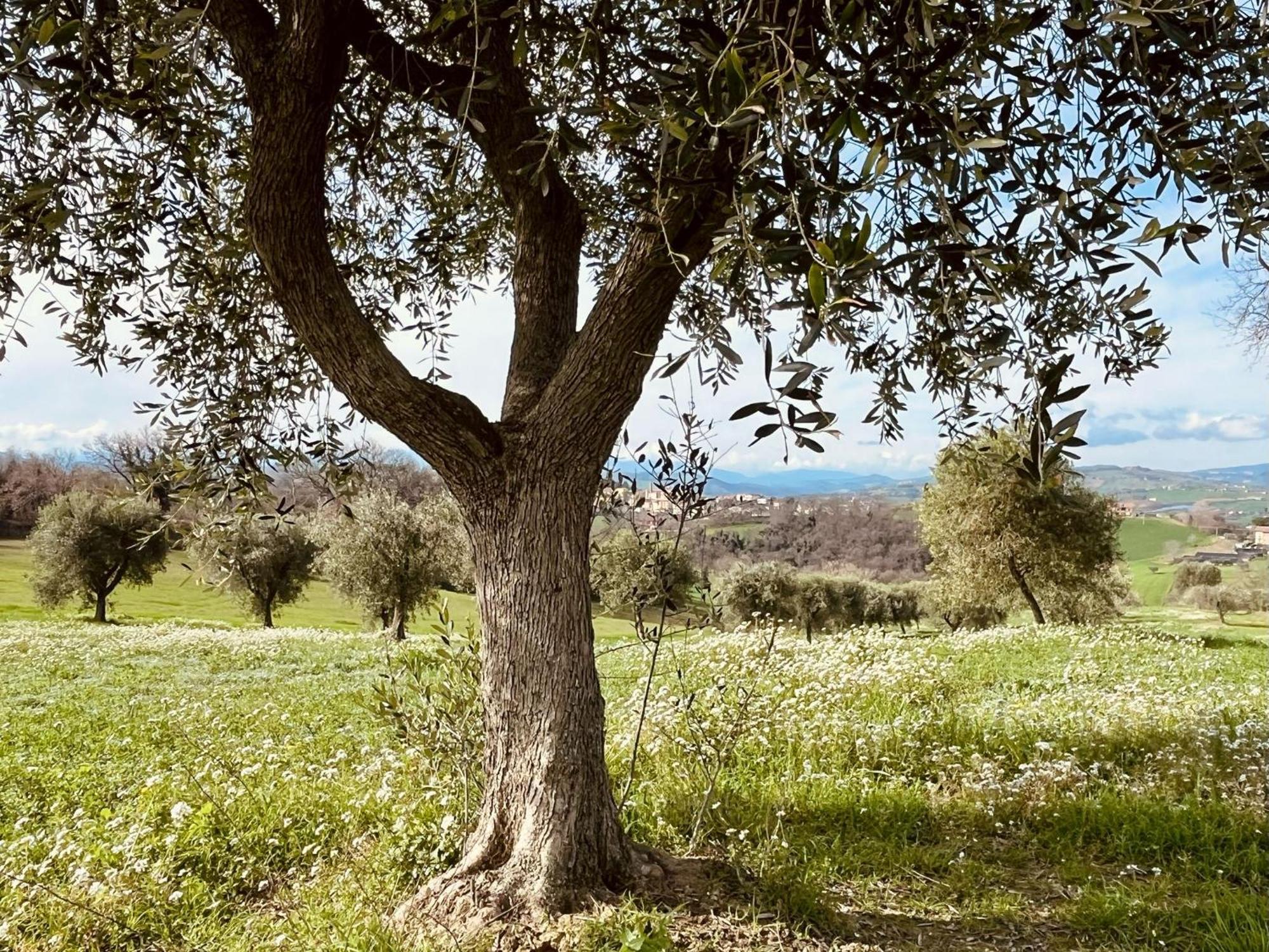 Casa Bozzo, Appartement 'Collina' Case Selva Grande Luaran gambar